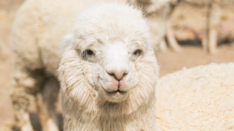 Fluffy white alpaca with gentle eyes on a warm sunlit farm
