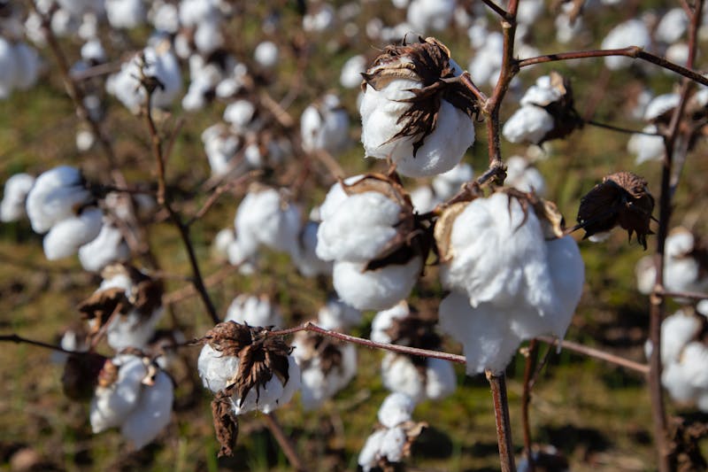 Sunlit cotton field