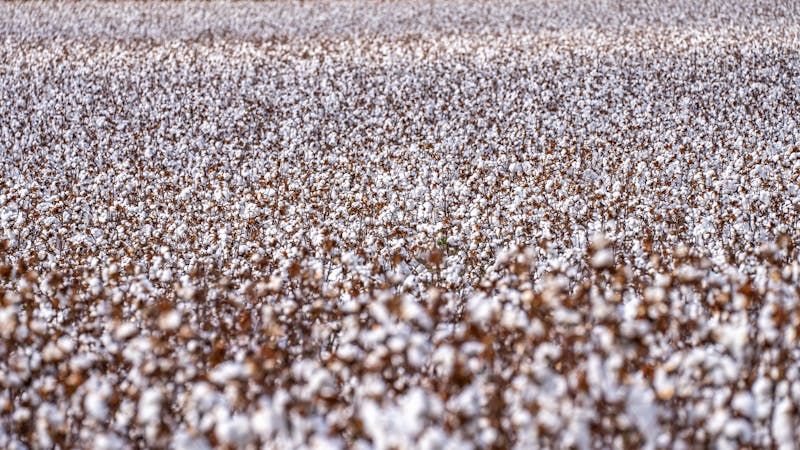 Vast cotton field at golden hour