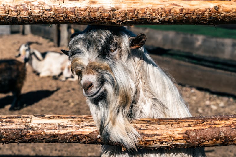 Goat leaning on wooden fence in warm light