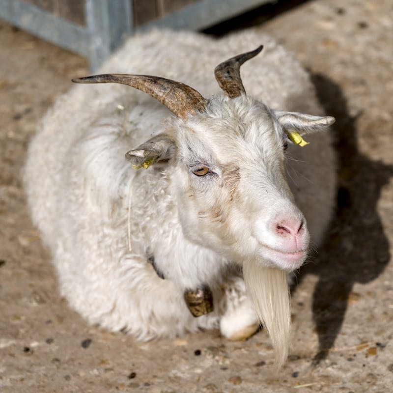 White goat resting peacefully