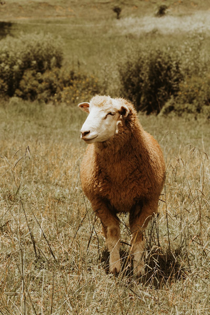 Sheep in warm sunlight