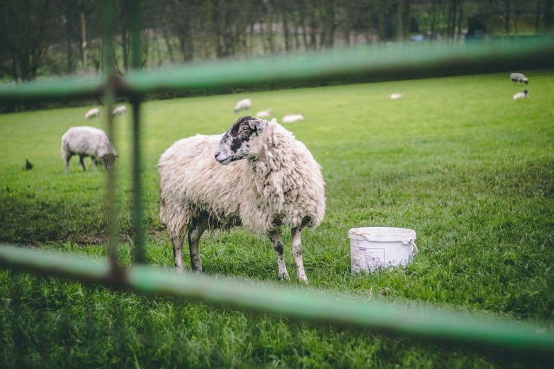 Sheep on green pasture