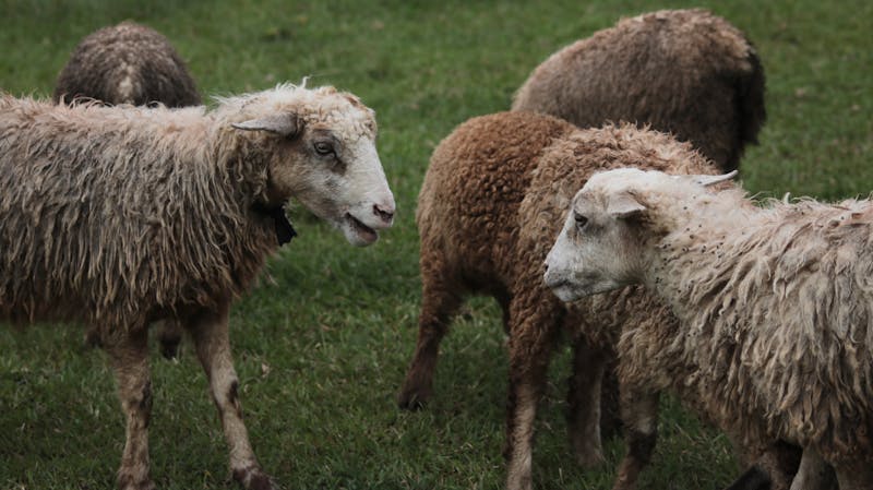 Woolly sheep grazing on pasture